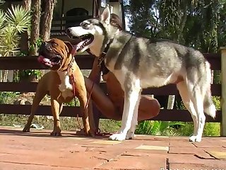 Ebony Extreme Hardcore Porn