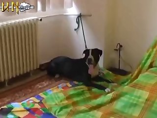 Extreme Interracial Animal Porn
