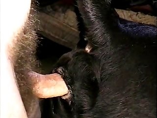 Extreme Tit Sucking Porn