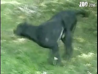 Extreme Dildo Pussy Porn