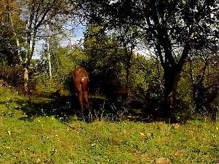 Horse Pussy