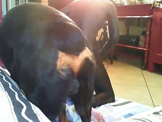 Extreme Deapthroat Porn