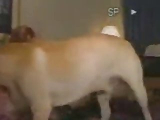 Dog Fuck Russian