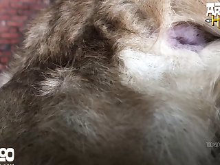 Teen Fuck Family Dog