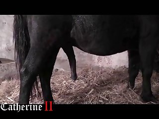 Xxx Porn Animal Sex