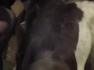 Hdporzoo