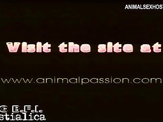Porn Tube Dogs