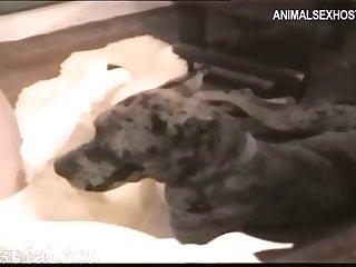 Porn Tube Dogs