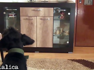 Dog Fucking Videos