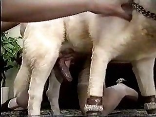 Animal And Human Being Sex