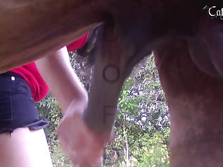 Men Animal Porn