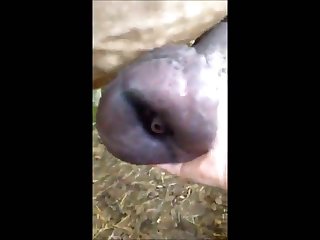 Animated Animal Porn