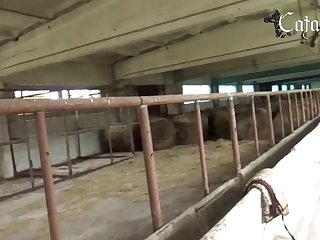 Animal Pig Porn