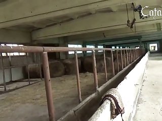 Animal Pig Porn
