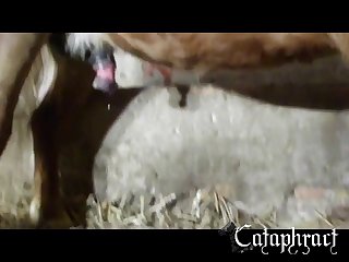 Animal Porn Cartoon