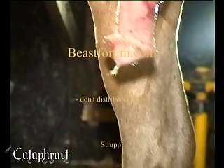Animal Porn Hentai