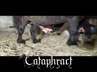 Animal Porn Real