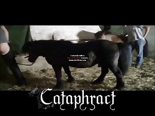 Is Animal Porn Legal