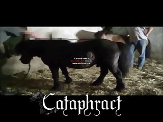 Is Animal Porn Legal