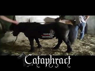 Is Animal Porn Legal