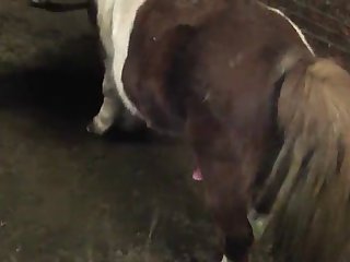 Animal Hd Porn
