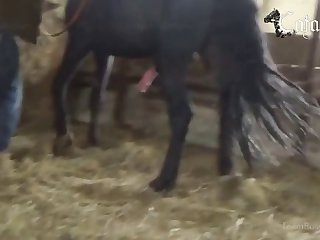 Animal Hentai Porn