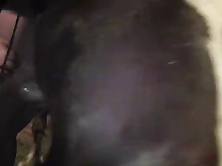Animal Hd Porn