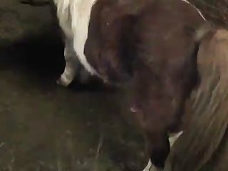 Animal Hd Porn
