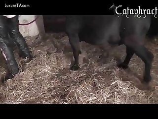 Animal Movie Porn