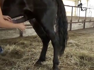 What Is Animal Porn Called