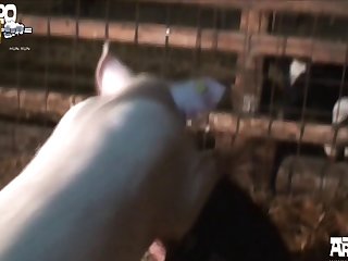 Girl Breastfeeding Animal Porn