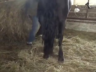 Furry Animal Porn