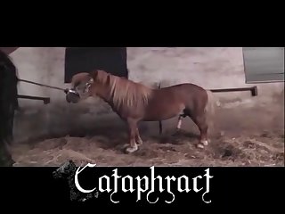 Animal Porn Gay