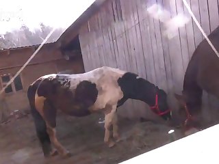 Rocio Hernandez Animal Porn