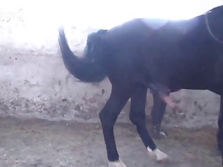 Rocio Hernandez Animal Porn