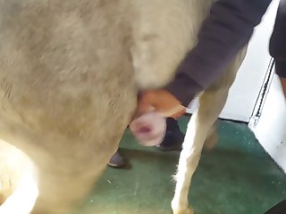 Animal With Man Porn