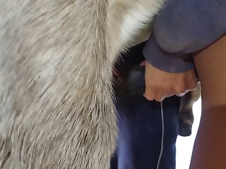 Animal With Man Porn