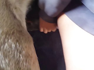 Animal With Man Porn