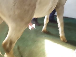 Animal With Man Porn