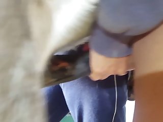 Animal With Man Porn