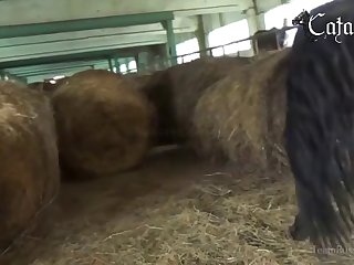Animal Sex Video Porn