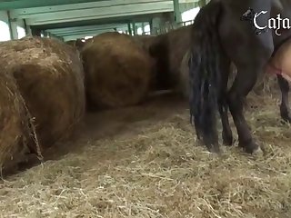 Animal Sex Video Porn