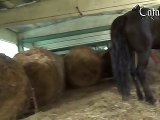 Animal Sex Video Porn