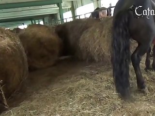Animal Sex Video Porn