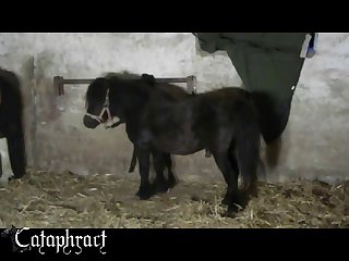 Porn Video Animal