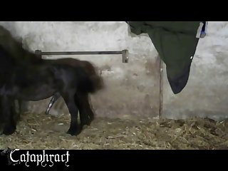Porn Video Animal