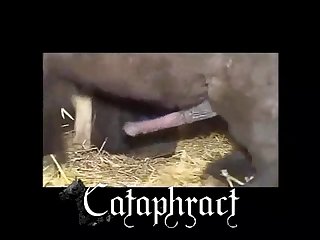 Free Animal Porn