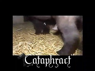 Free Animal Porn