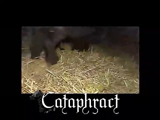Free Animal Porn