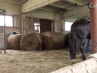 Animal Cartoon Porn